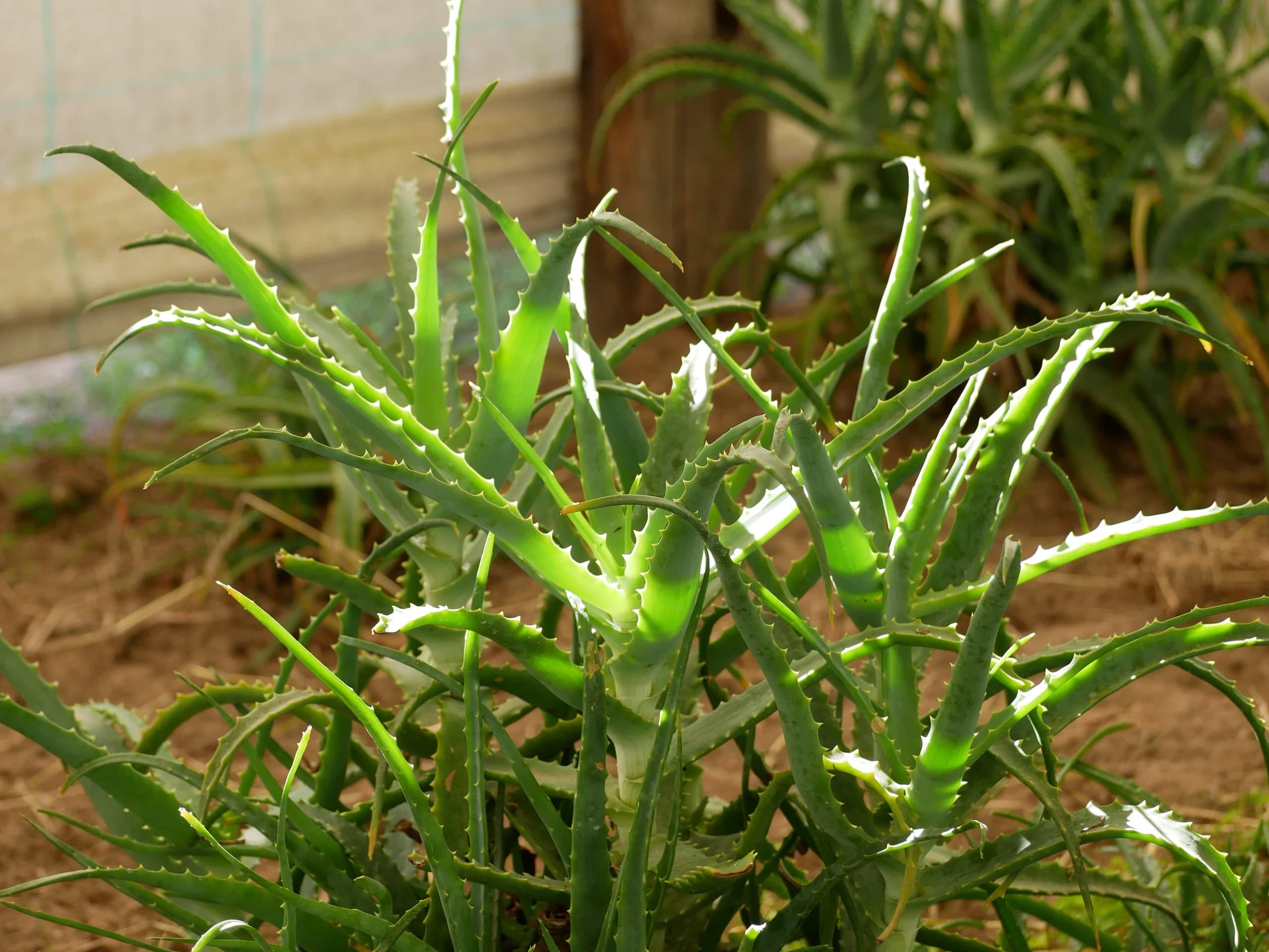 Proprietà e benefici del caffè all'Aloe