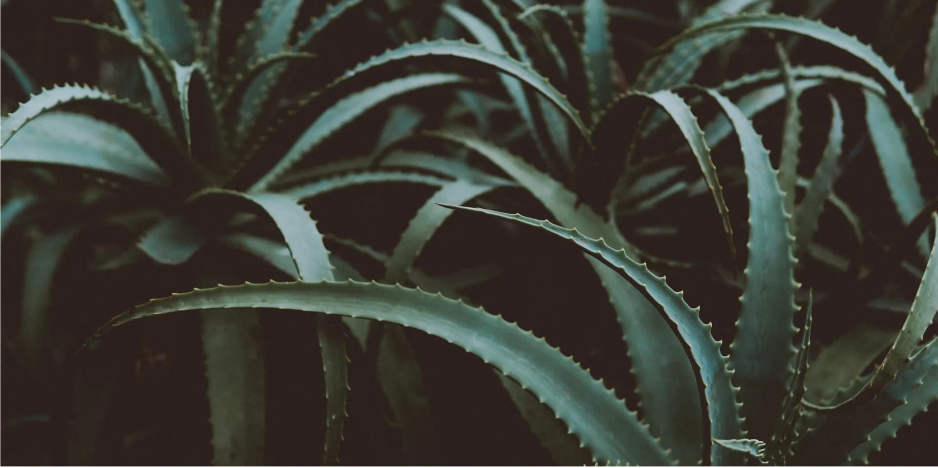 La formula Aloe Code: il segreto dell'eccellenza
